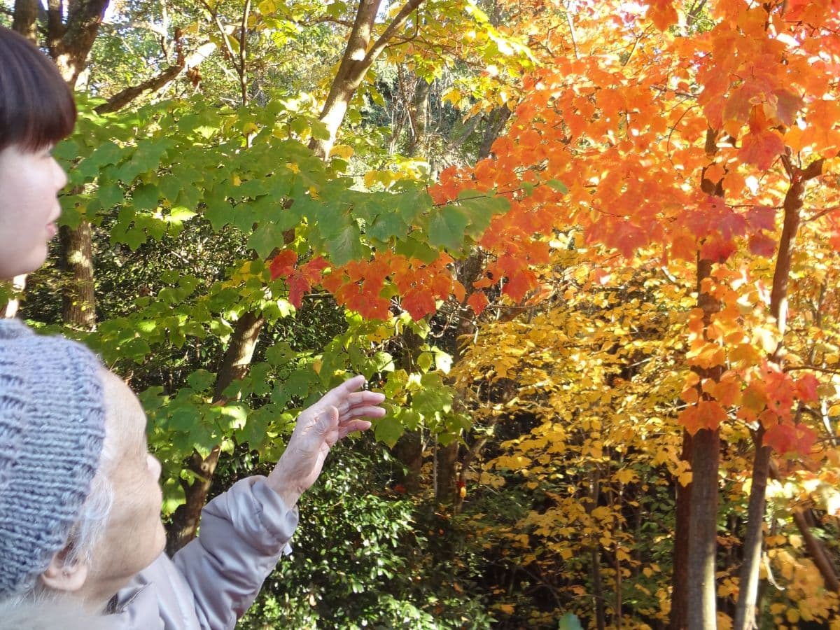 秋の庭園で紅葉を観賞する入居者の生活風景。季節の自然を楽しむ様子。